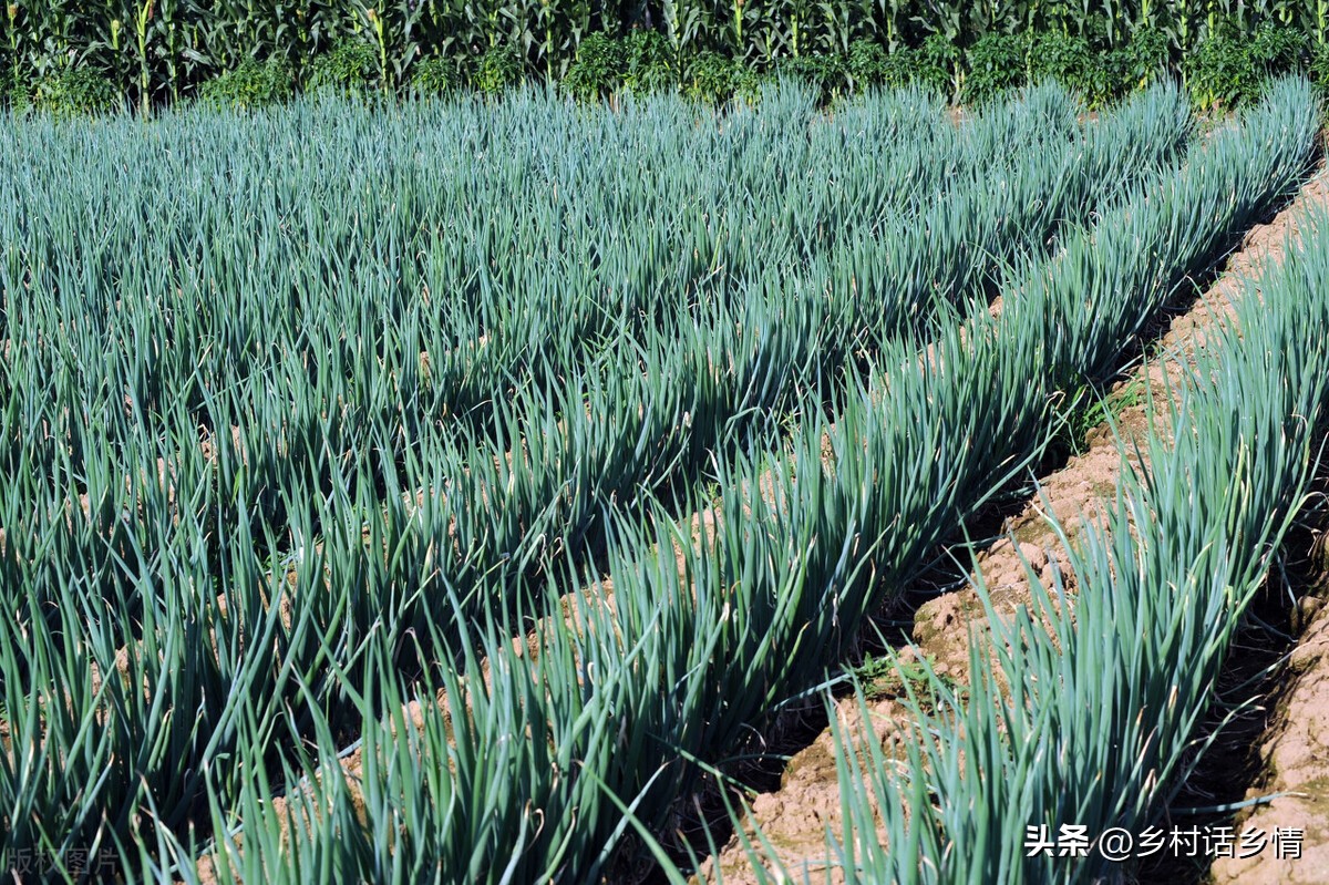 大葱想要长的好浇水有技巧,大葱幼苗要注意什么