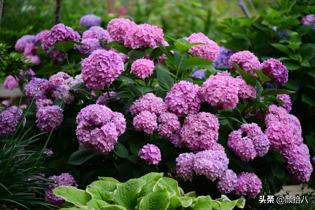 冬日里依旧盛开的月季,洁白无瑕的大绣球花开花