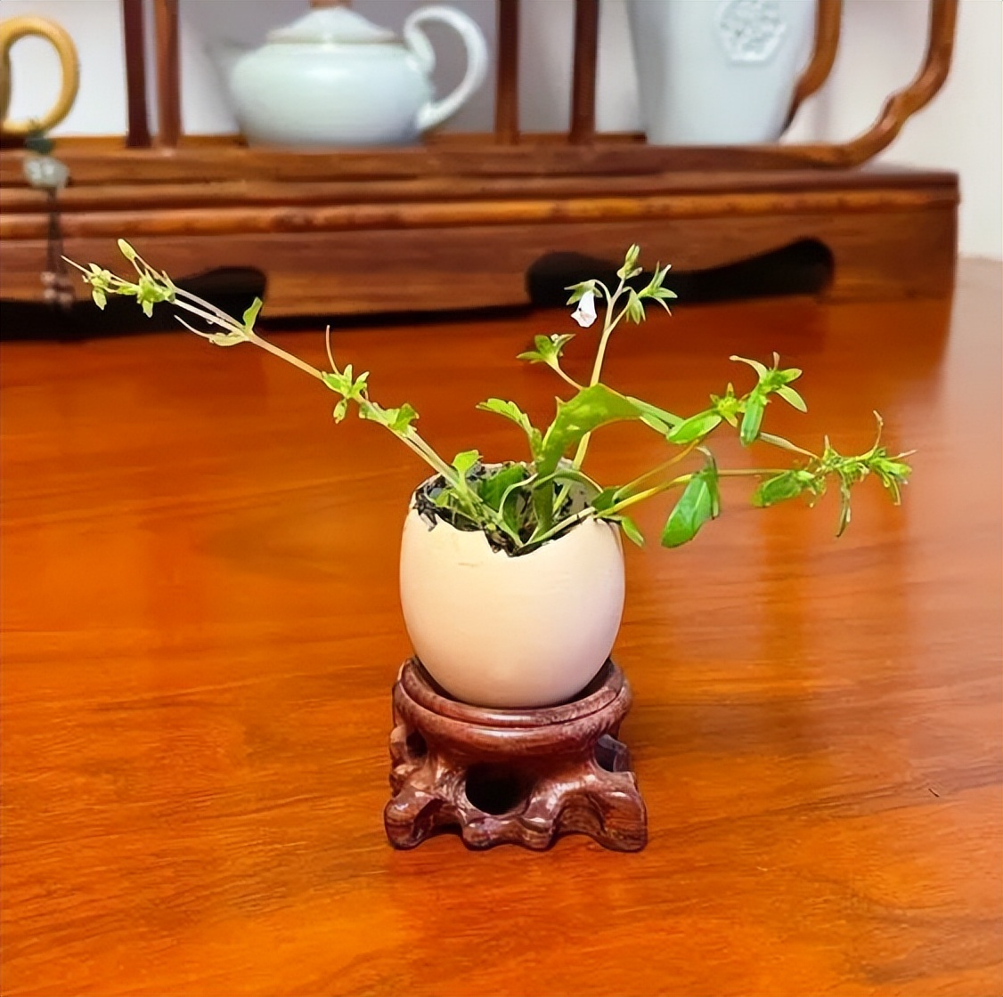 缅怀追思品味清明—无锡市新吴区江溪小学