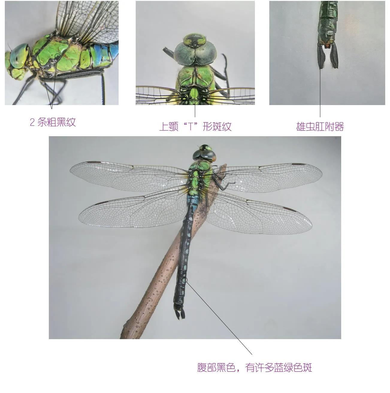 30种可以吃且美味的虫子图,33种昆虫图片大全