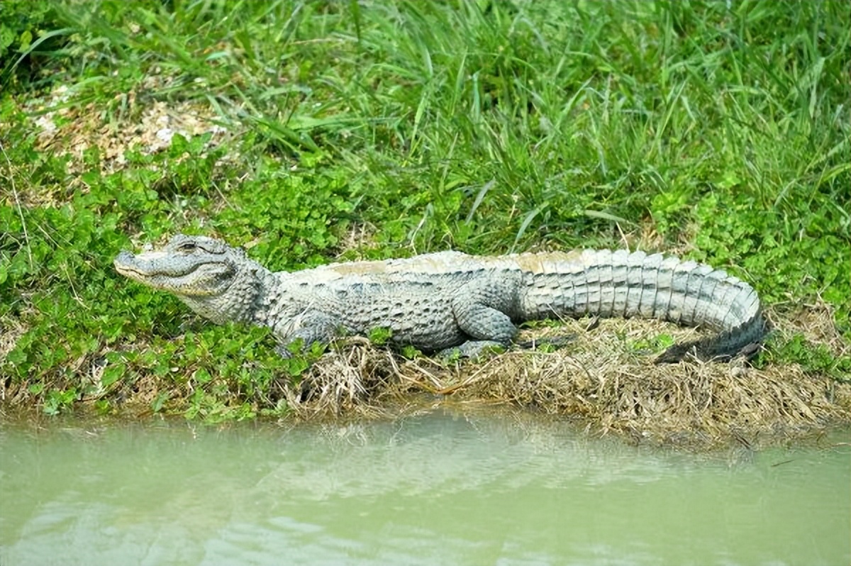 鳄鱼能有多可爱？中国独有扬子鳄，堪称鳄鱼界的软萌甜心
