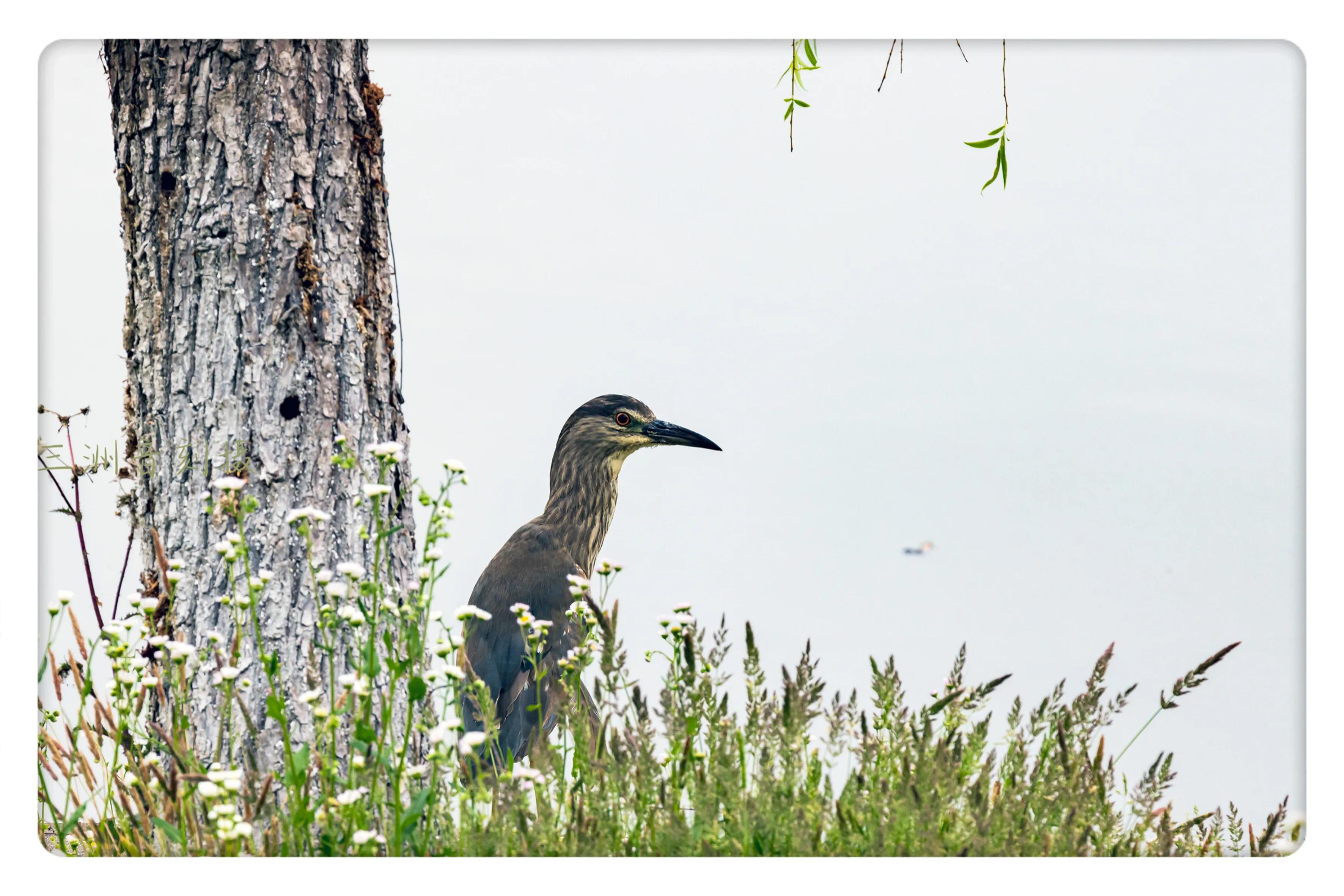 上海国际汽车城安亭,上海安亭国际汽车城