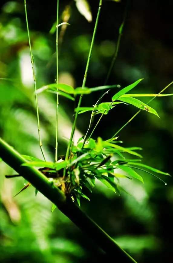 字道随笔——大年初二（红尘赋）