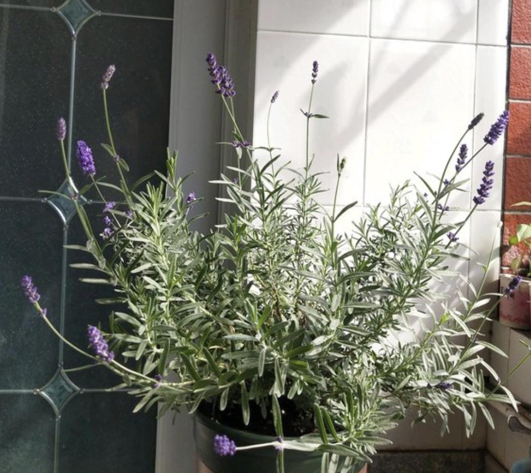 四季开花驱蚊子的花,蚊子最怕这3种花