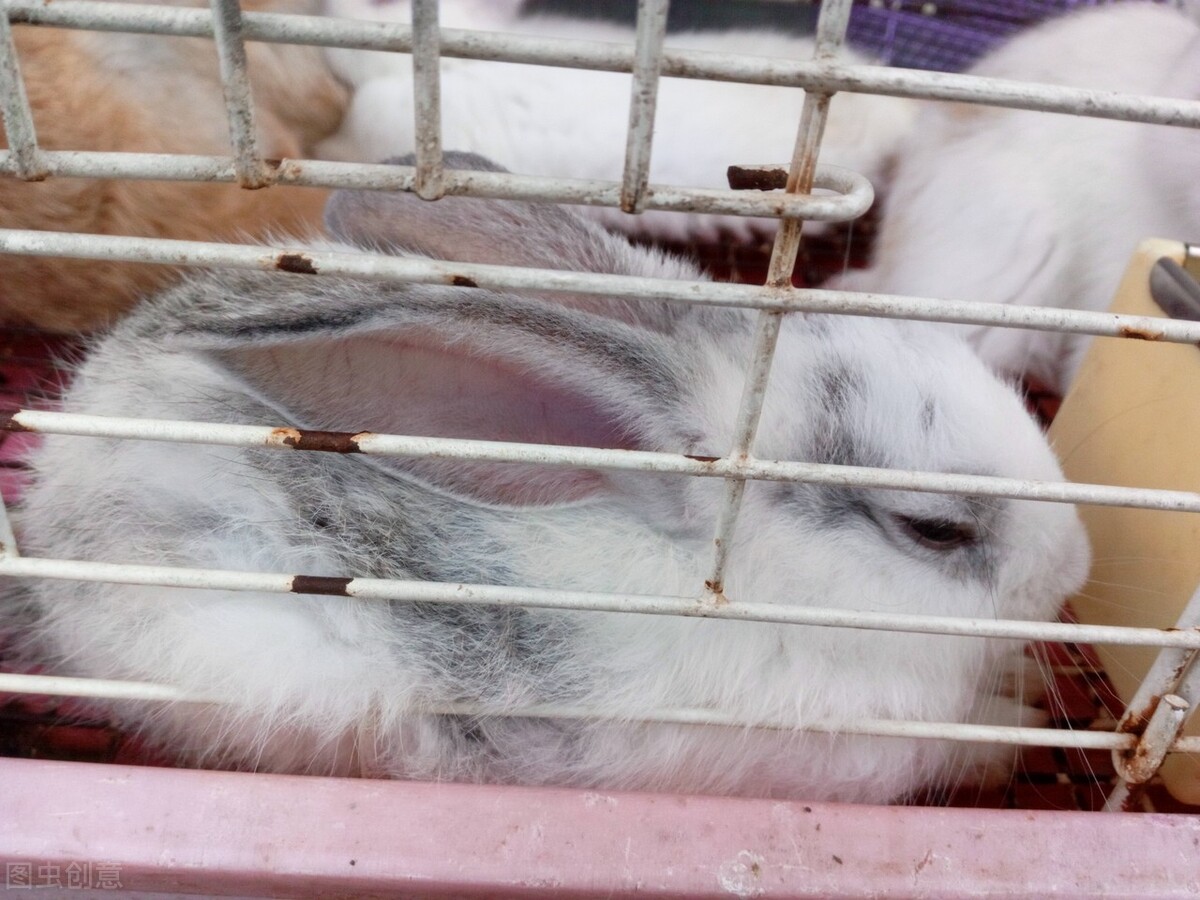 治疗兔子球虫病的长效针剂有哪些,治疗兔子球虫病用啥药