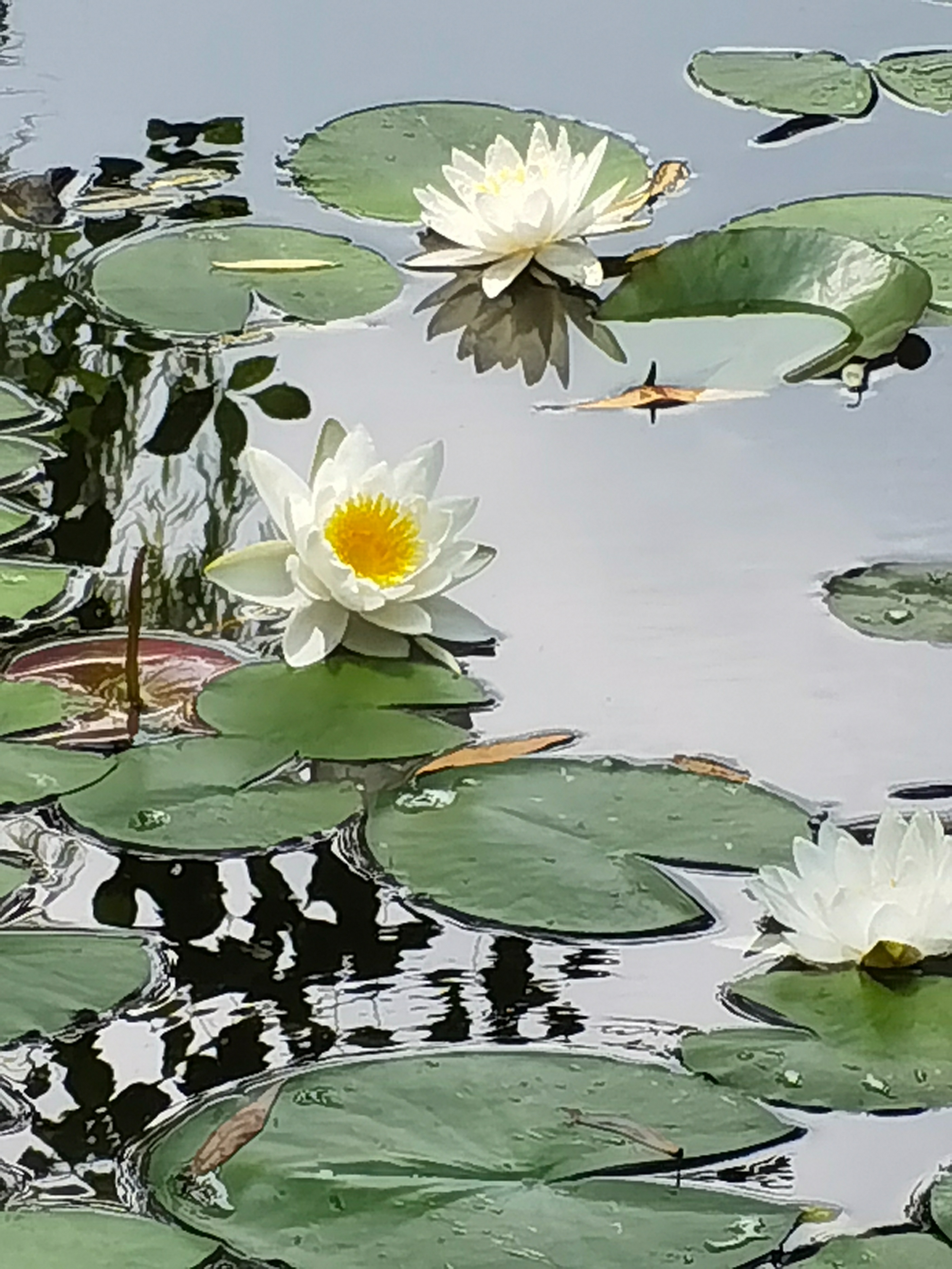 |精彩推荐|张春葆现代诗选:夏荷丹顶鹤之死