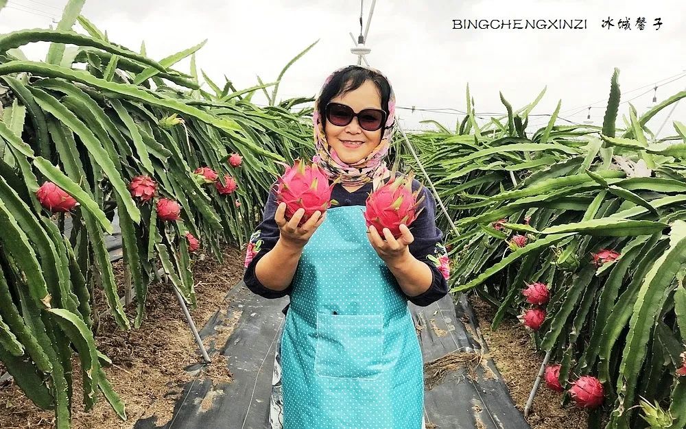 旅居海南,旅居式旅游生活海南