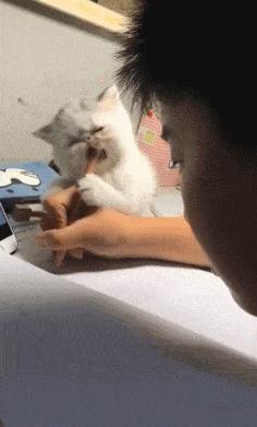 轻松一刻猫,轻松一刻喵星人的日常