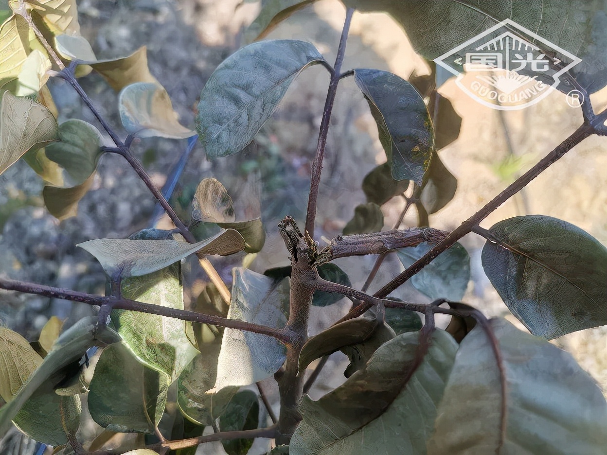 橄榄保暖,橄榄防冻害