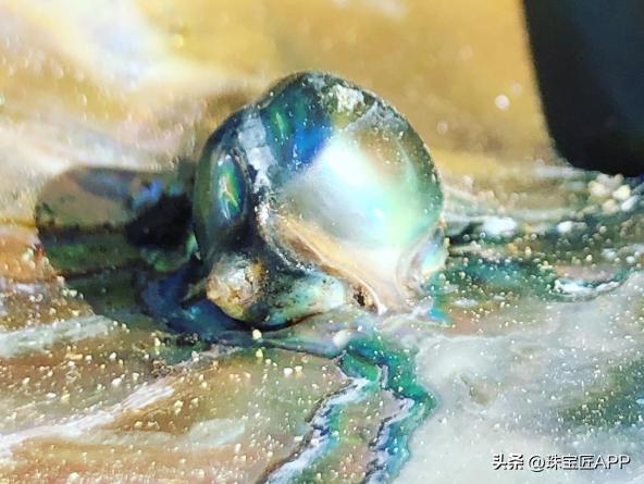 烧烤鲍鱼成品,鲍鱼里面也有珍珠