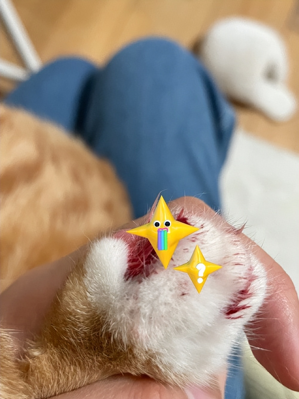 猫咪指甲掉了出血怎么办,猫咪的指甲长到肉里了怎么办