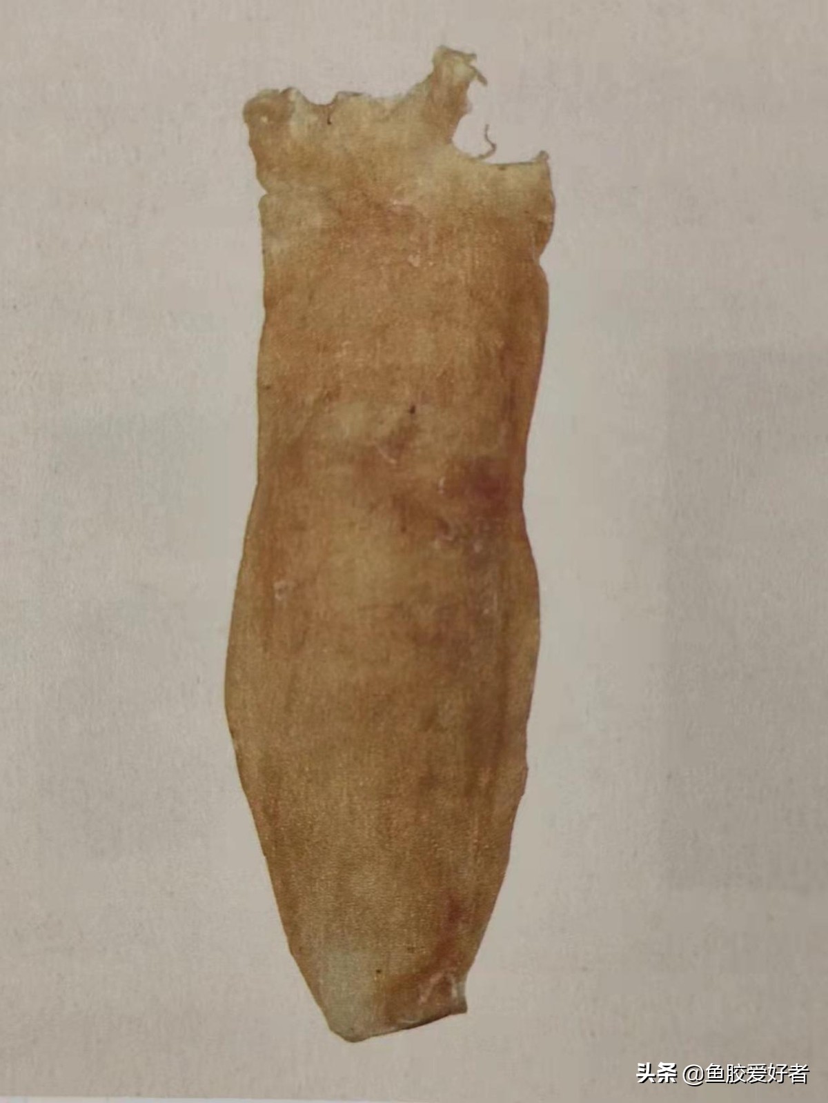 收藏版：全网最全的鱼胶品种，鱼胶品种这么多，你都认识吗？