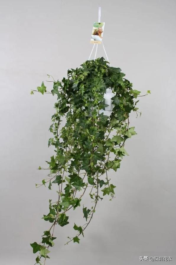 吸收甲醛的最好植物长藤,净化空气最佳植物常春藤