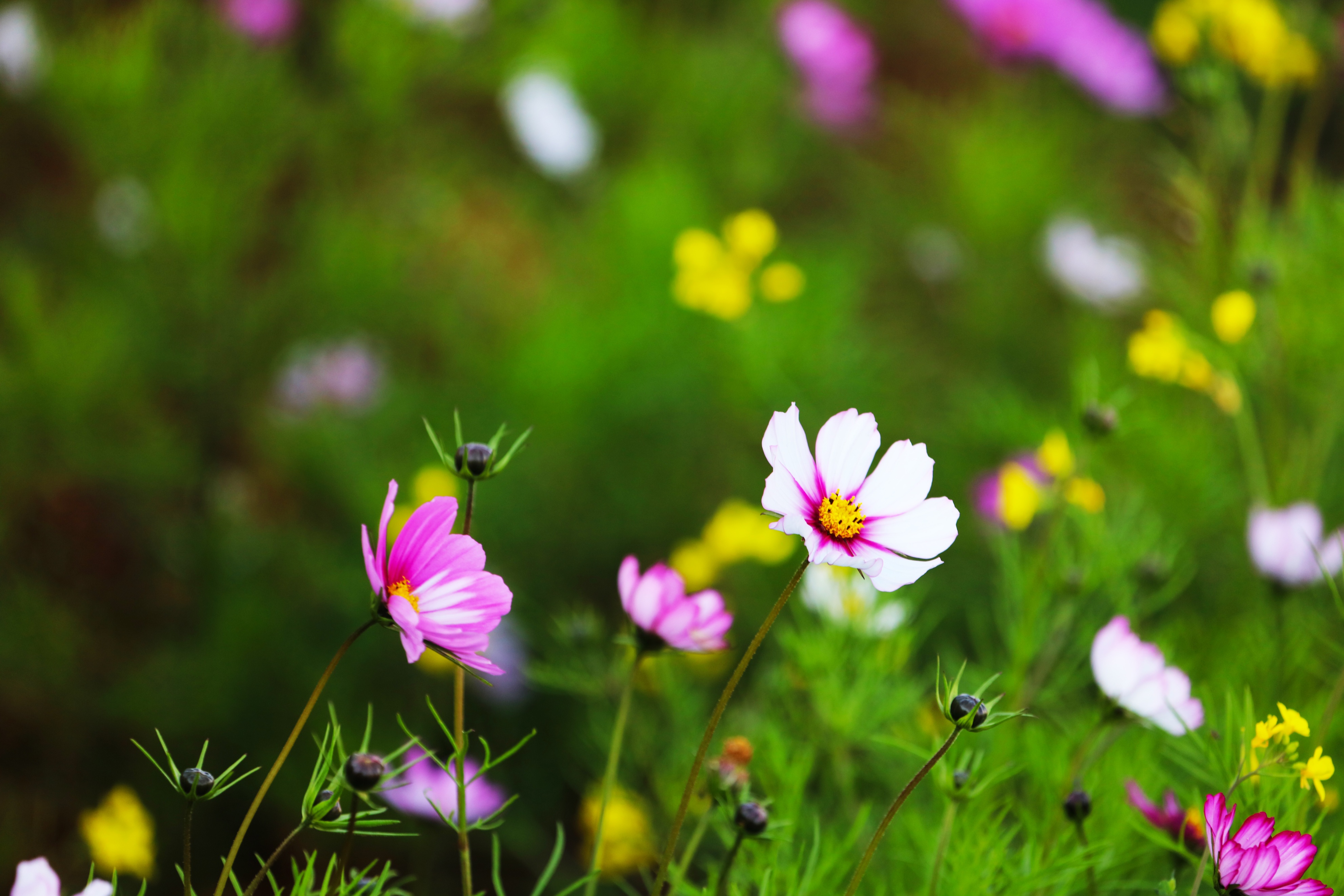 五四青年节致老青年们的图片,祝福五四青年节的图