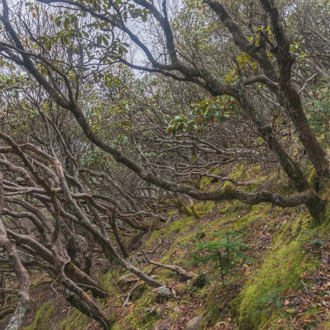 太白山是陕西最高点吗,秦岭最高峰太白山