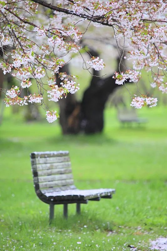 温柔的人呐,去种一个春天吧