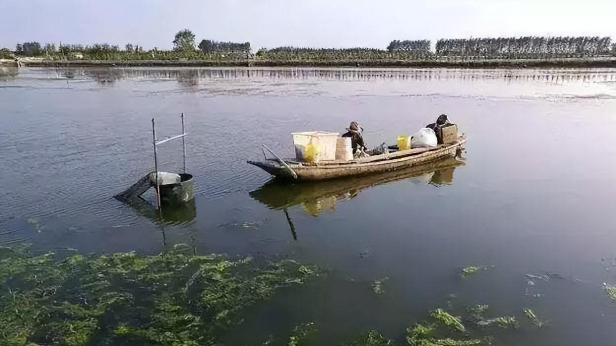 泗洪河蟹养殖用水草,江苏养河蟹技术