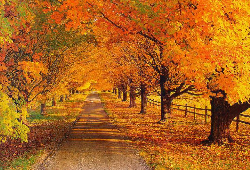 描写深秋景色的诗句古诗词,有关描写深秋的古诗词