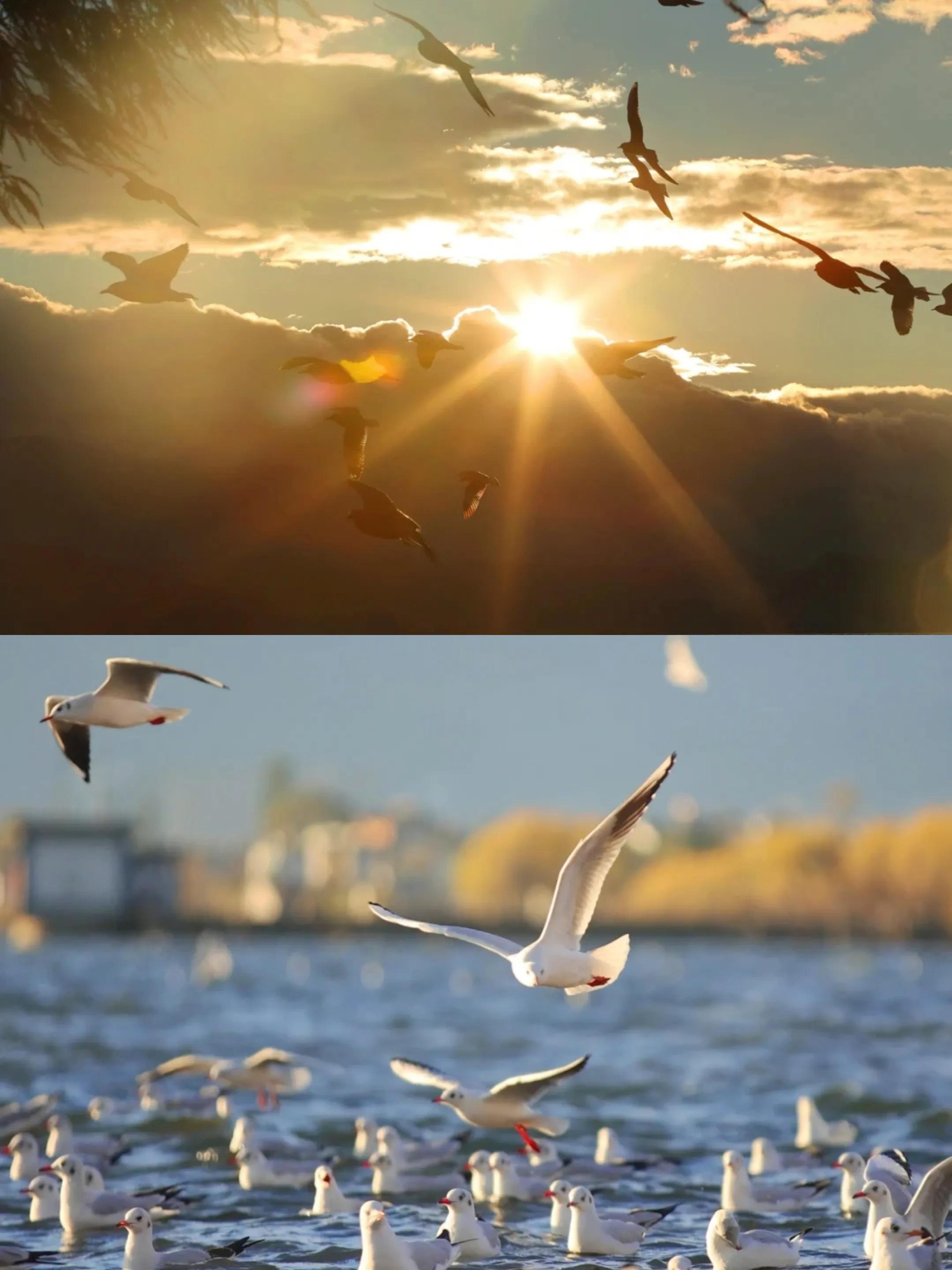 洱海看日出龙龛码头,大理龙龛旅游攻略