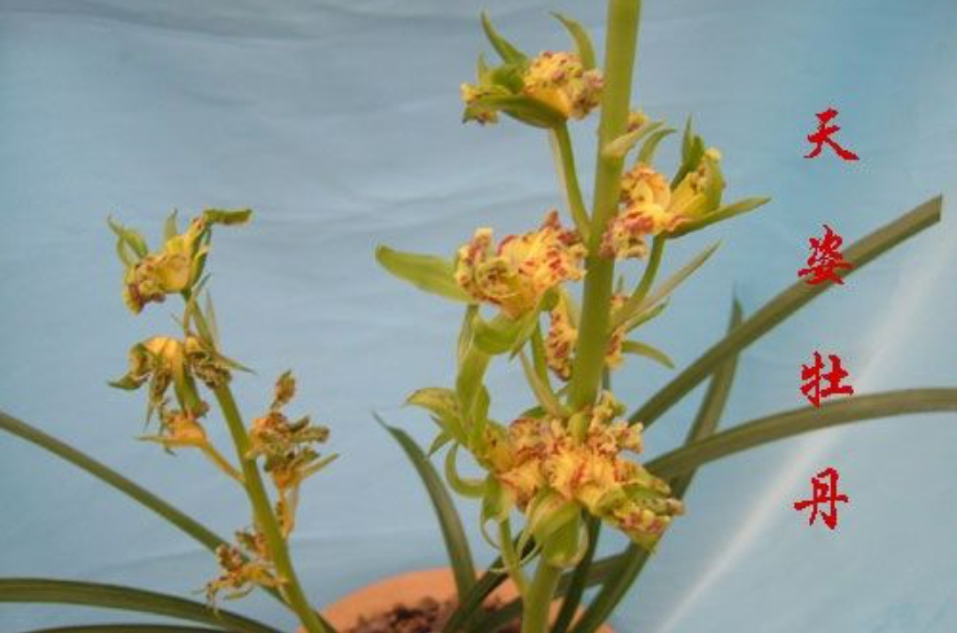 兰花好运牡丹怎么养,兰花华贵牡丹