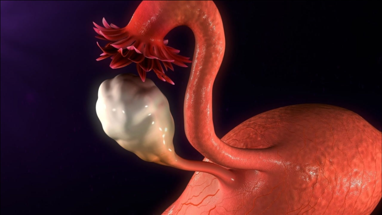 女人绝经了还能受孕吗,女性绝经了还能再婚吗