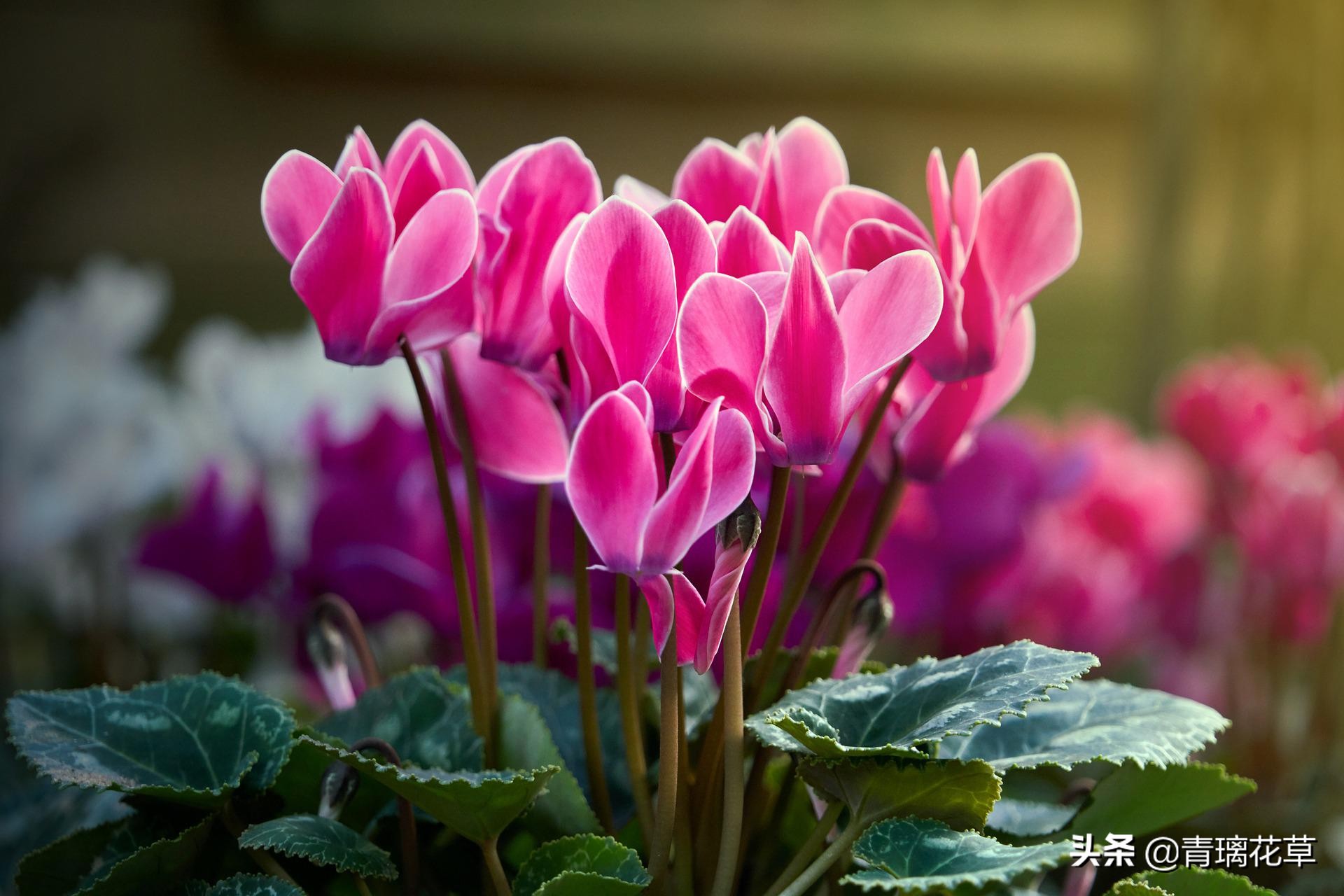 骗人花,四种坑人花