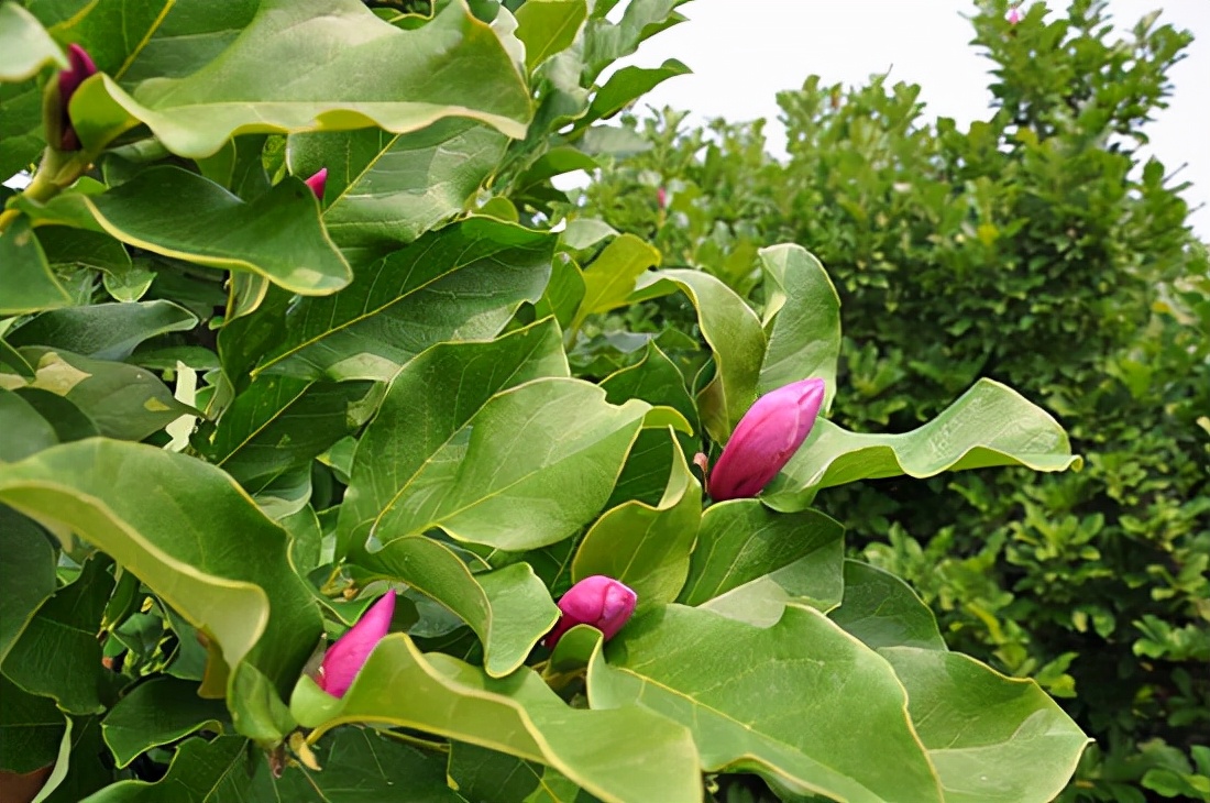 丛生玉蕊树价格多少钱一棵,丛生丁香价格表