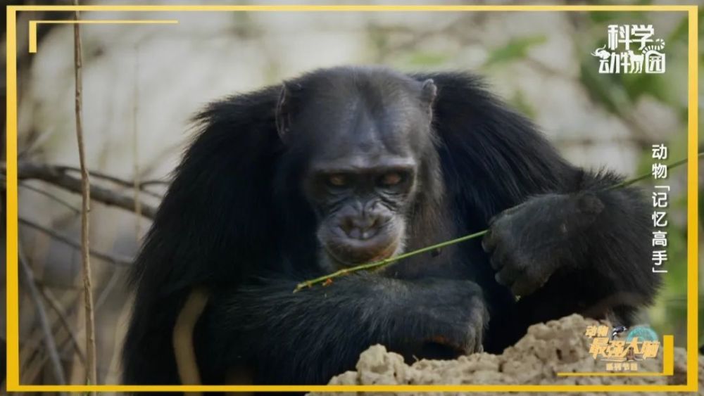 猩猩在进化吗,黑猩猩进化到石器时代