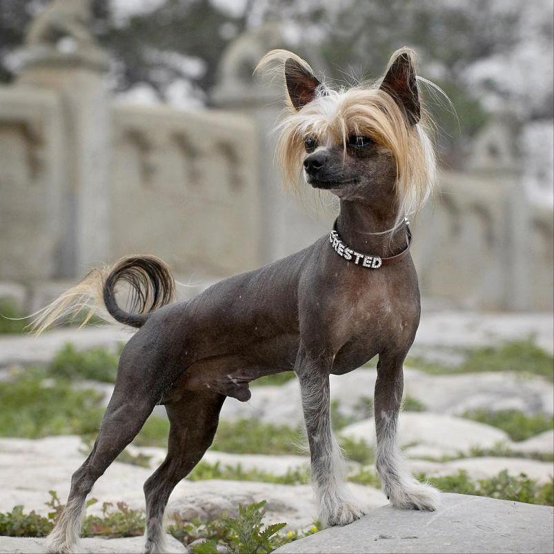 全世界十大名犬排行榜发布,世界上最好的十大萌犬