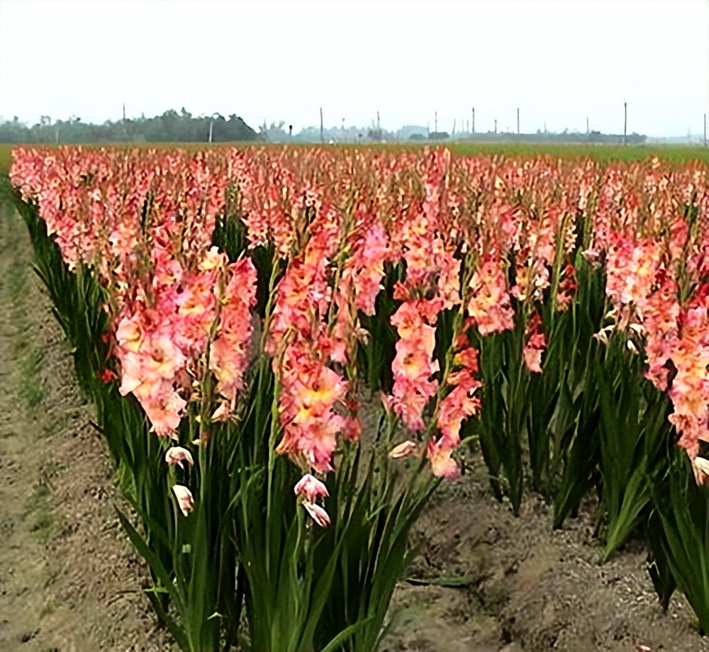常觅春归不知处花田此地得逢君：栖云田园小镇·花间集