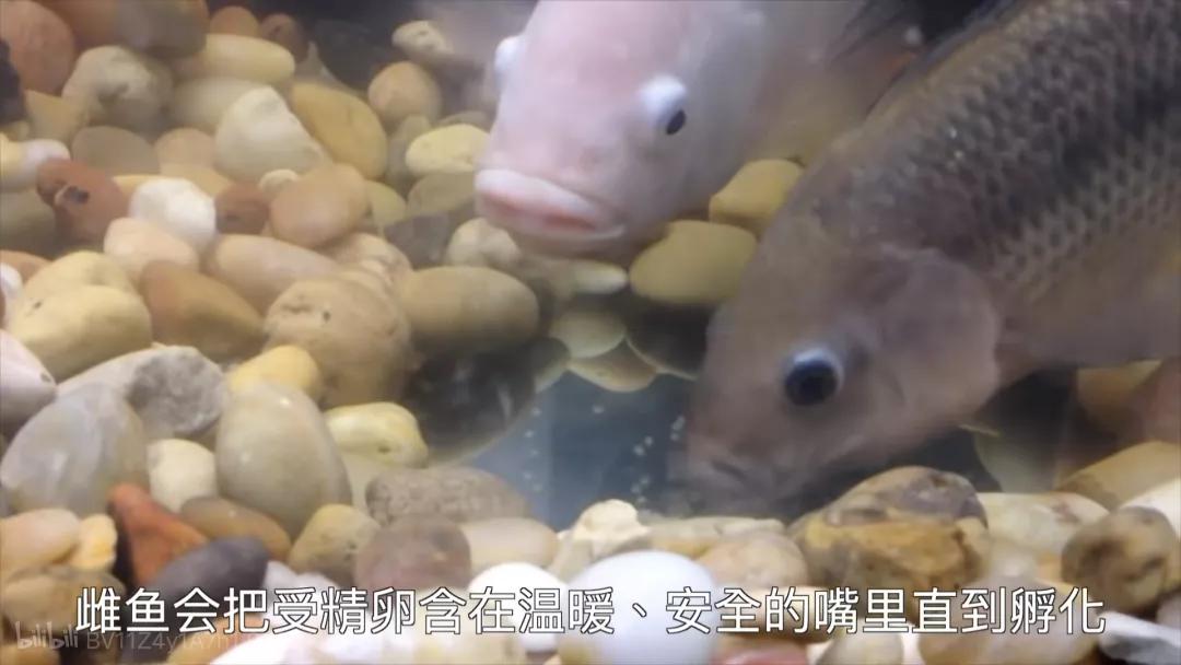 罗非鱼广东人爱吃,为什么美国人喜欢罗非鱼