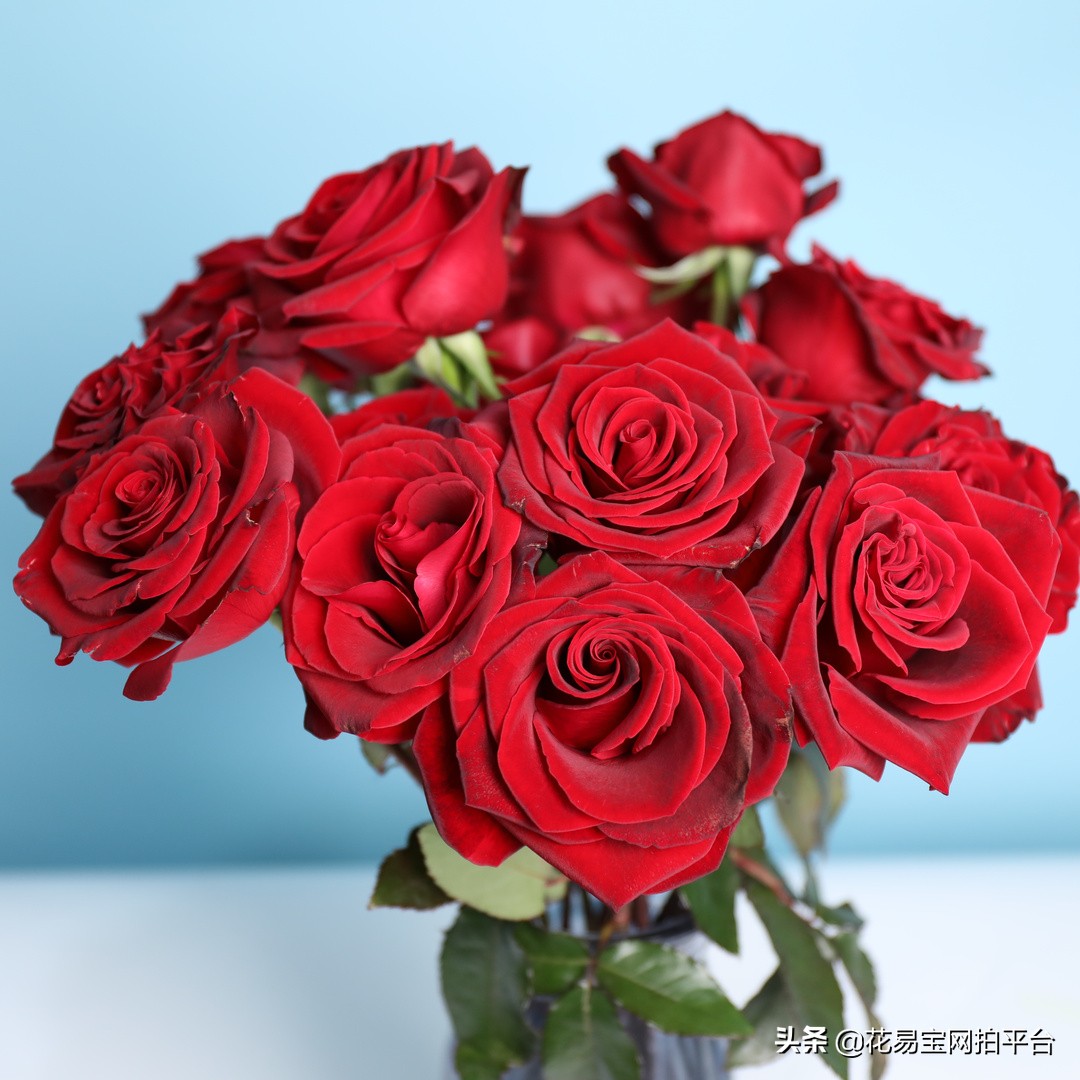 红玫瑰哪种耐放好养活,哪种红玫瑰最好养