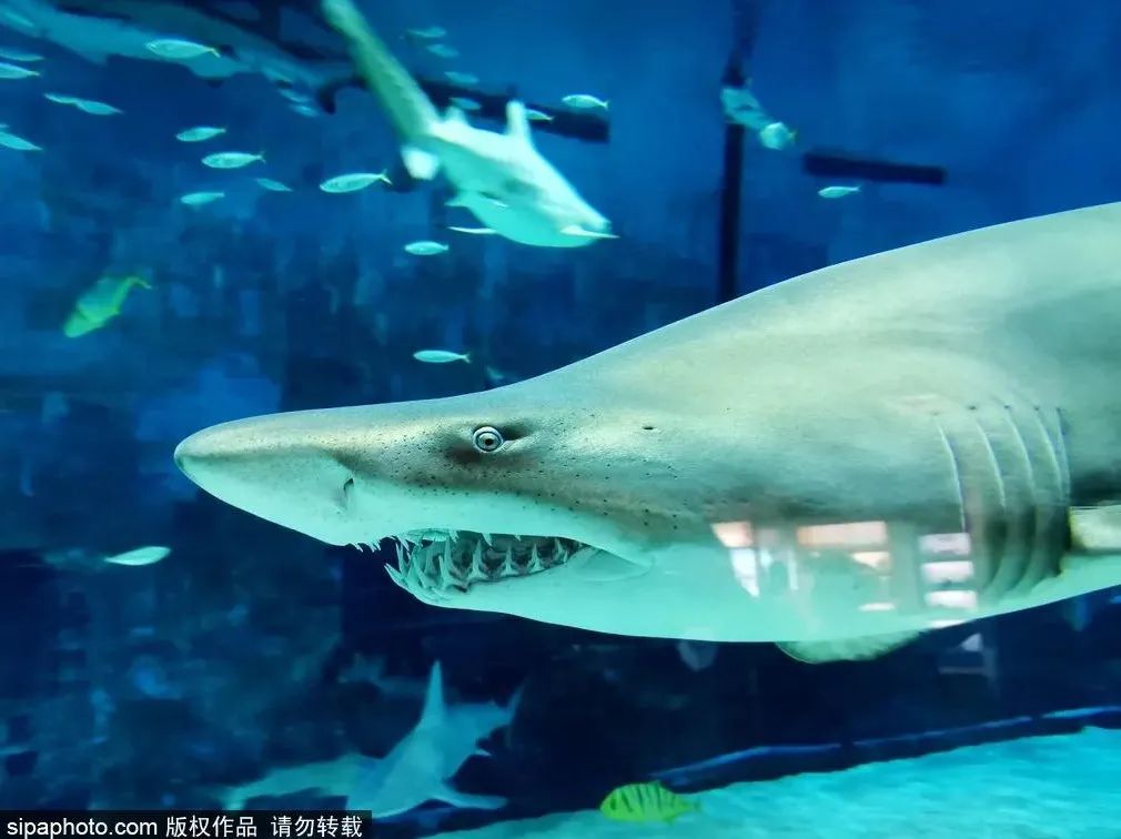 畅游海底世界活动,北京半日游海底世界