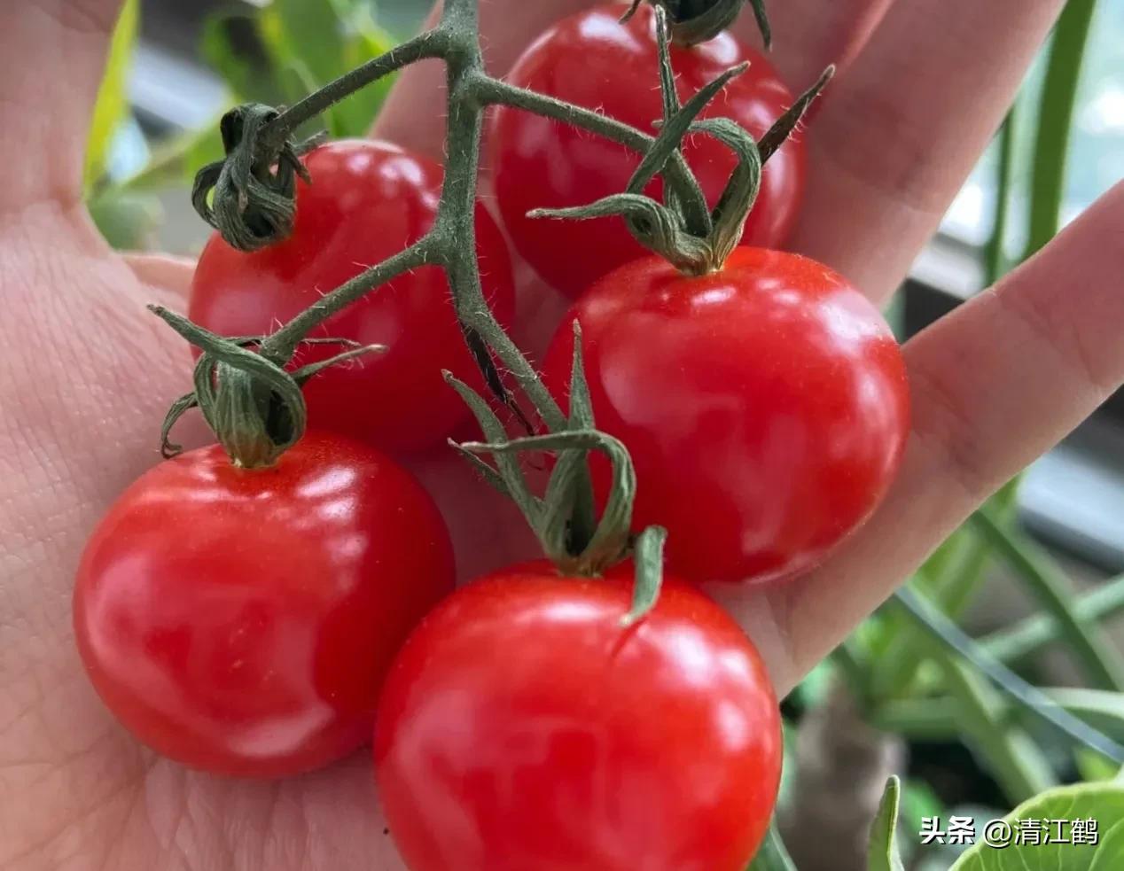 番茄转色不良用什么肥,番茄转色的六种表现