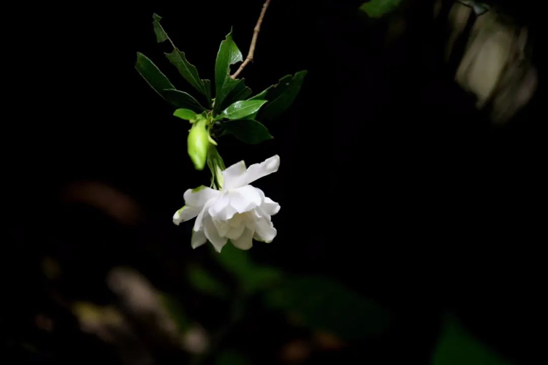 栀子：如月素净，如风清凉