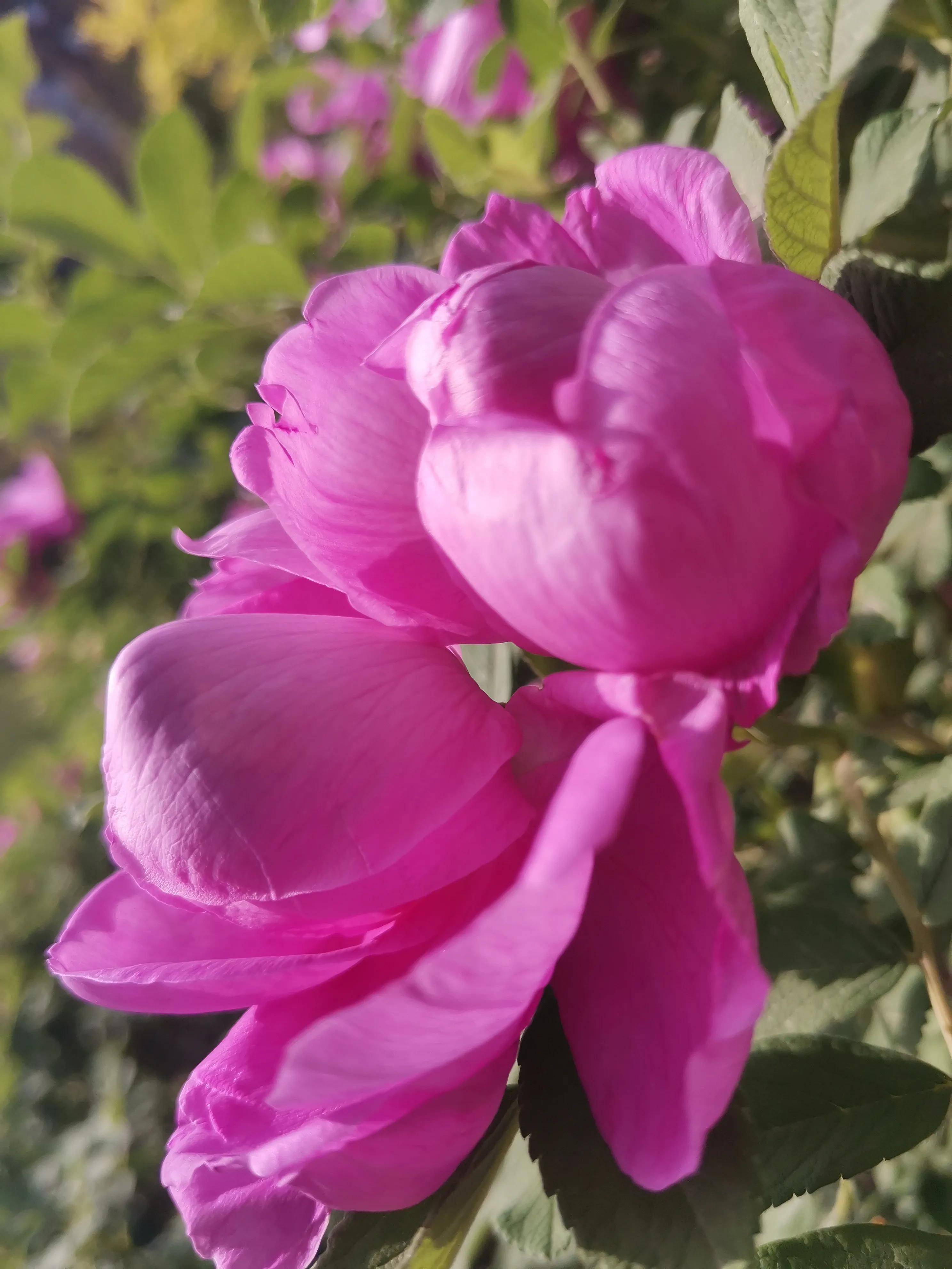 像玫瑰花绽放七律,七律深秋鲜花绽放