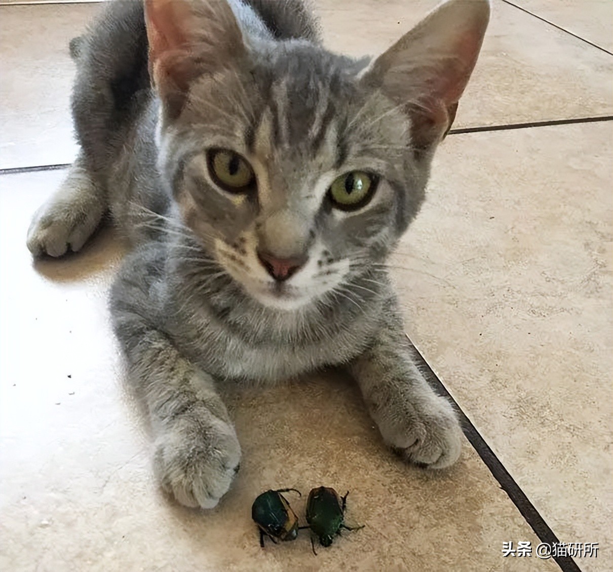 猫嘴里吐出半只蟑螂，如何消毒？在线等，急