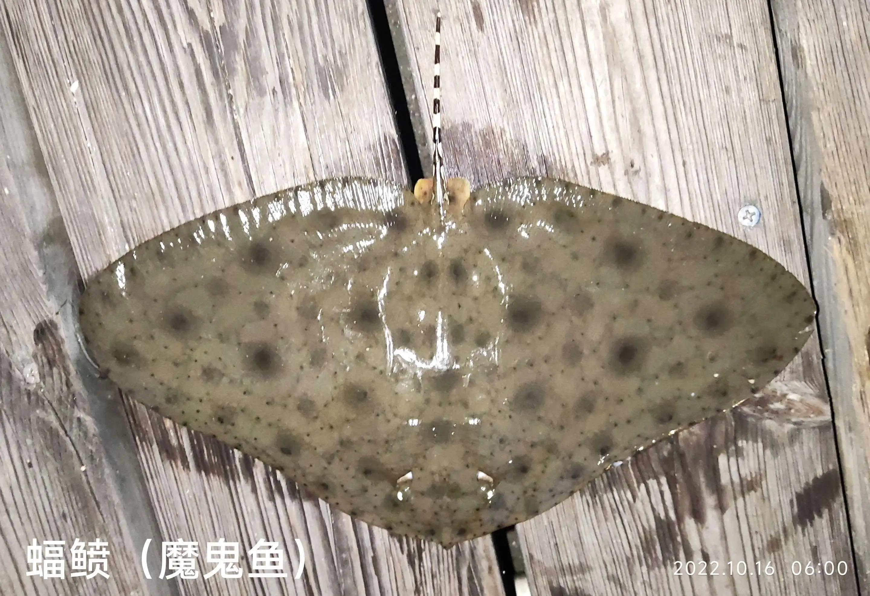 20种常见海鱼,十大常见野生海鱼