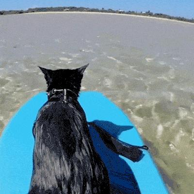 养猫老人家不让养,老人说养猫不好