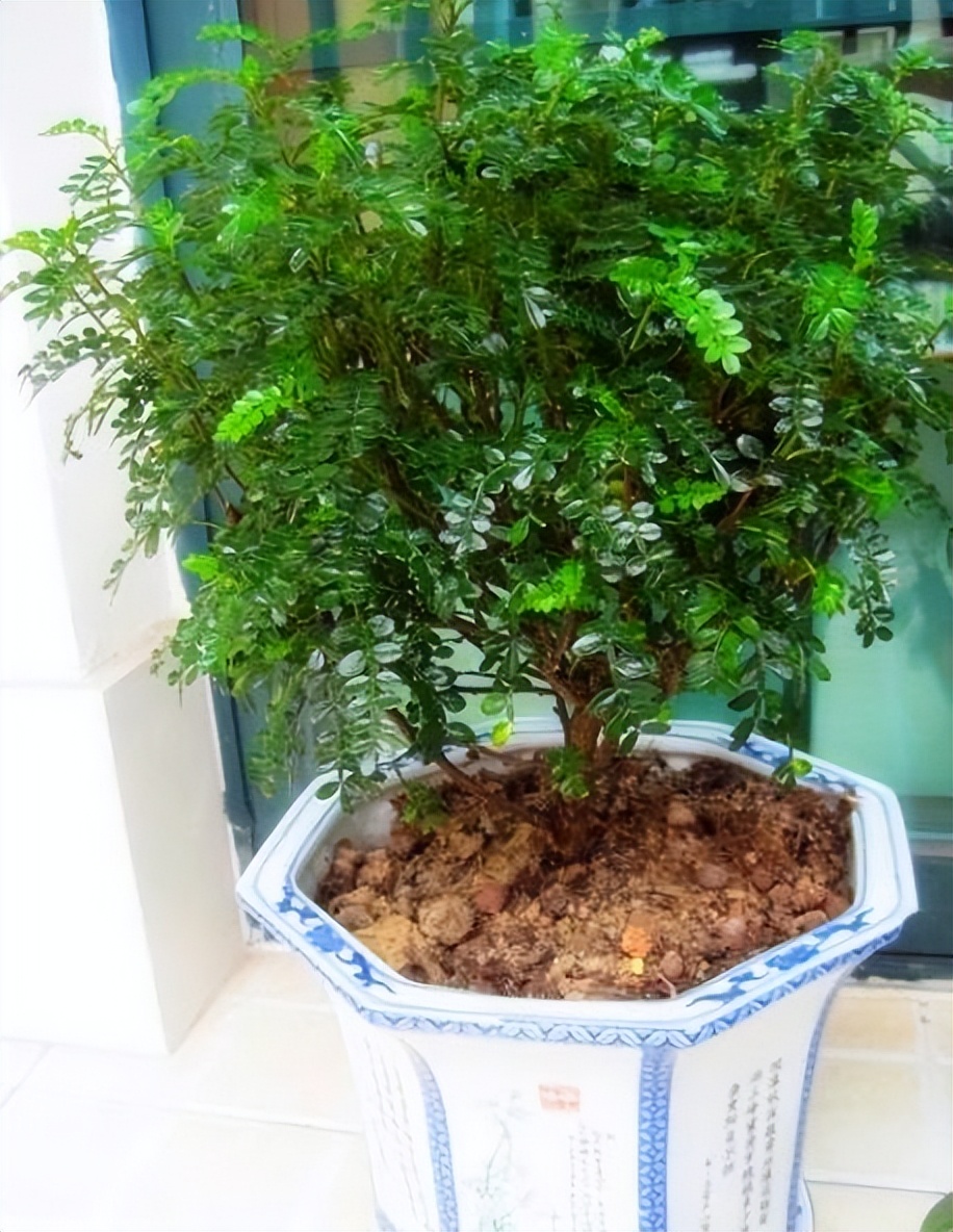 吸甲醛最好易养活的植物,吸甲醛最怕的4种花