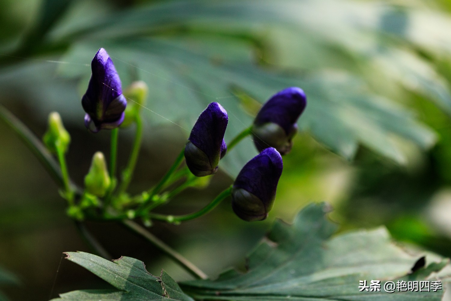 平谷老象峰风景区,北京平谷老象峰
