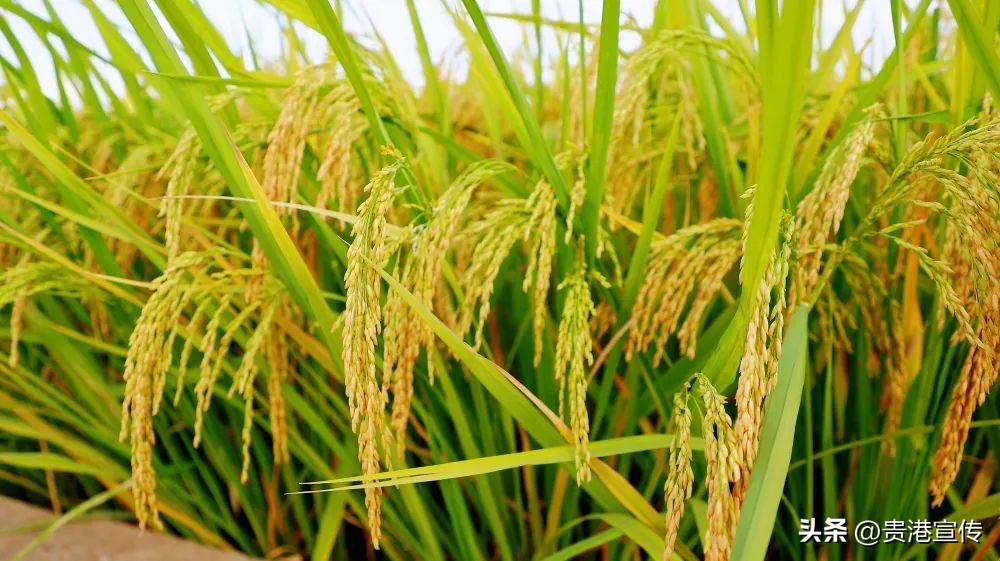 贵港超亿元企业,贵港有没有产值一百亿元的企业