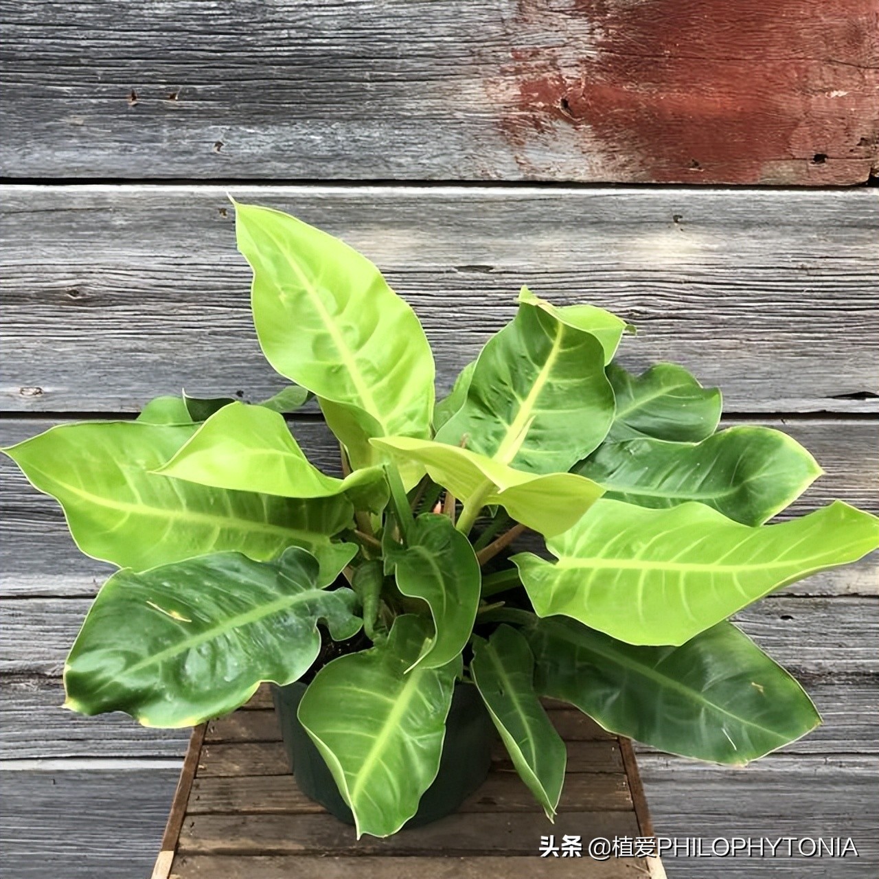 室内大叶片的植物有哪些,有颜色的植物适合室内养殖