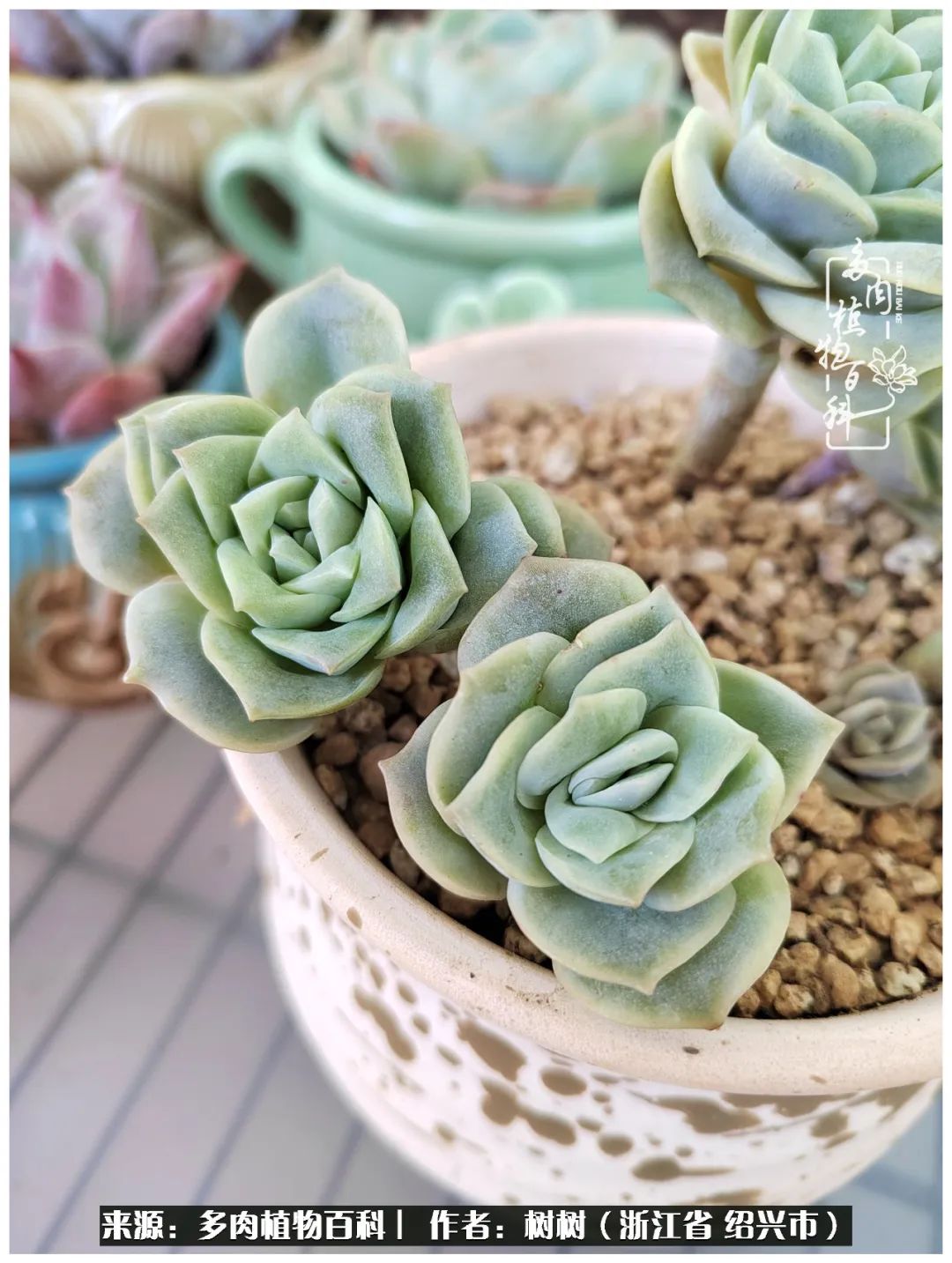 又临寒冬，暖阳下携手肉肉赏姹紫嫣红！