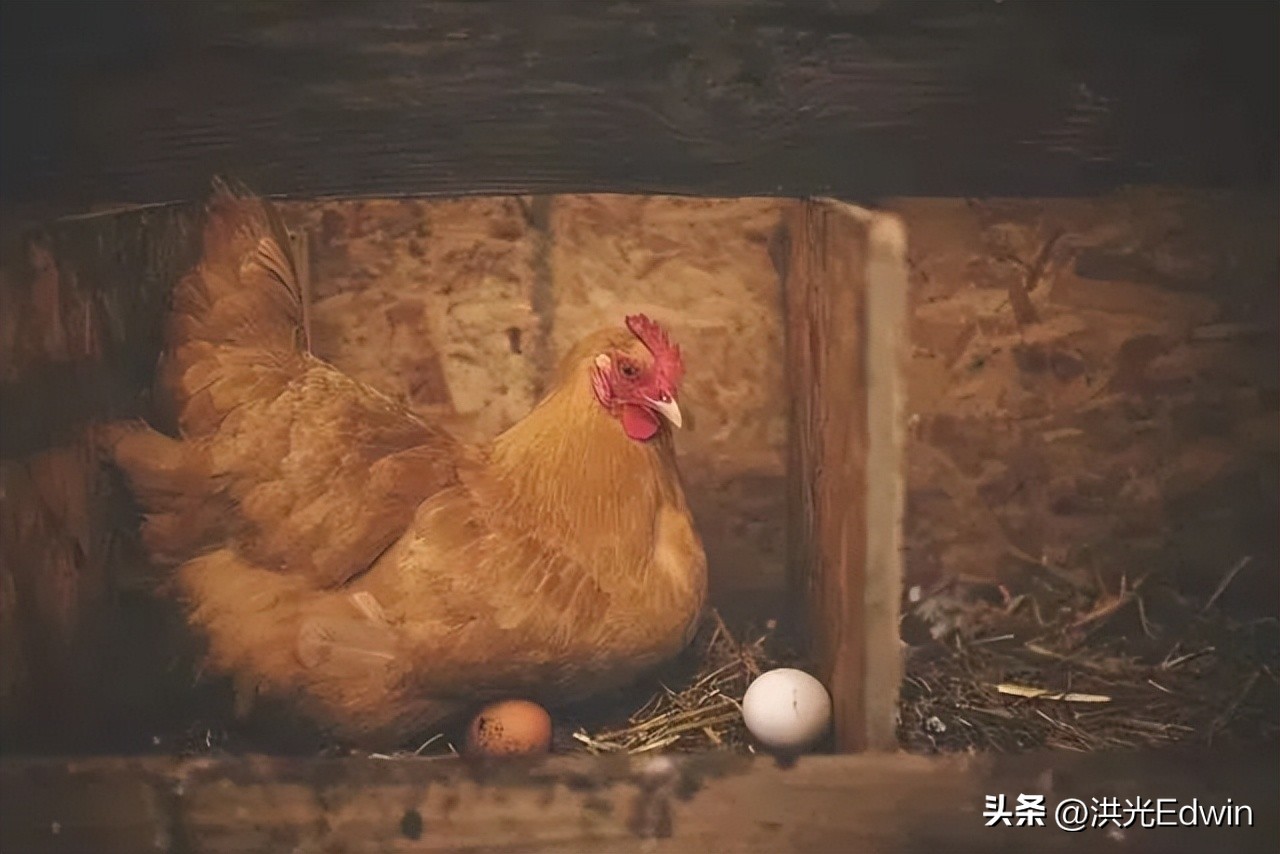 母鸡的蛋天天被拿走它不会生气吗,鸡蛋被拿走母鸡为什么不生气