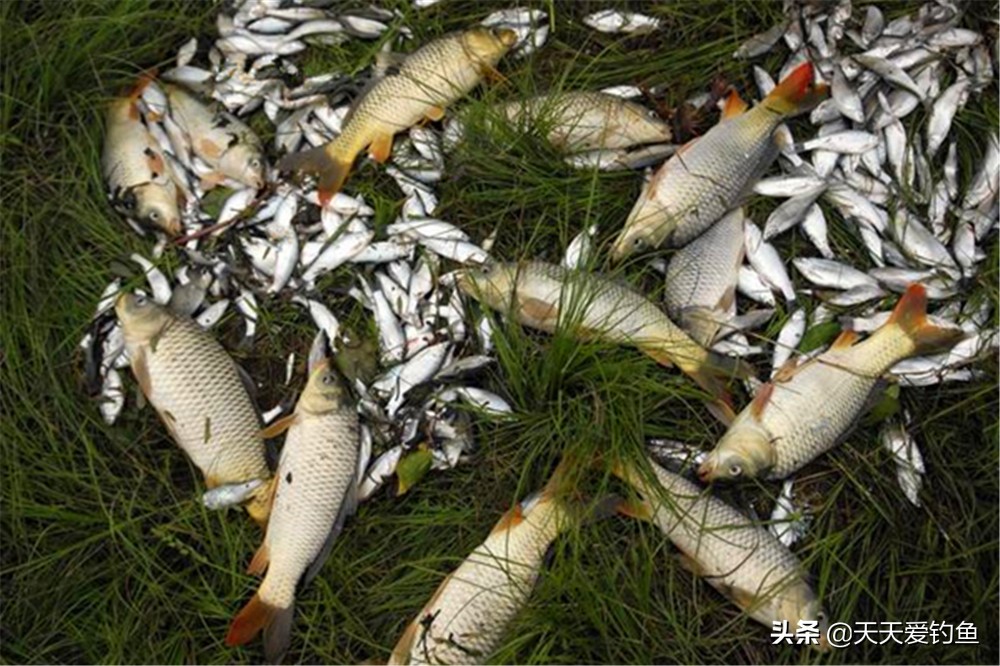 野钓串钩怎样钓鱼才是正确的,串钩钓鱼必备技巧