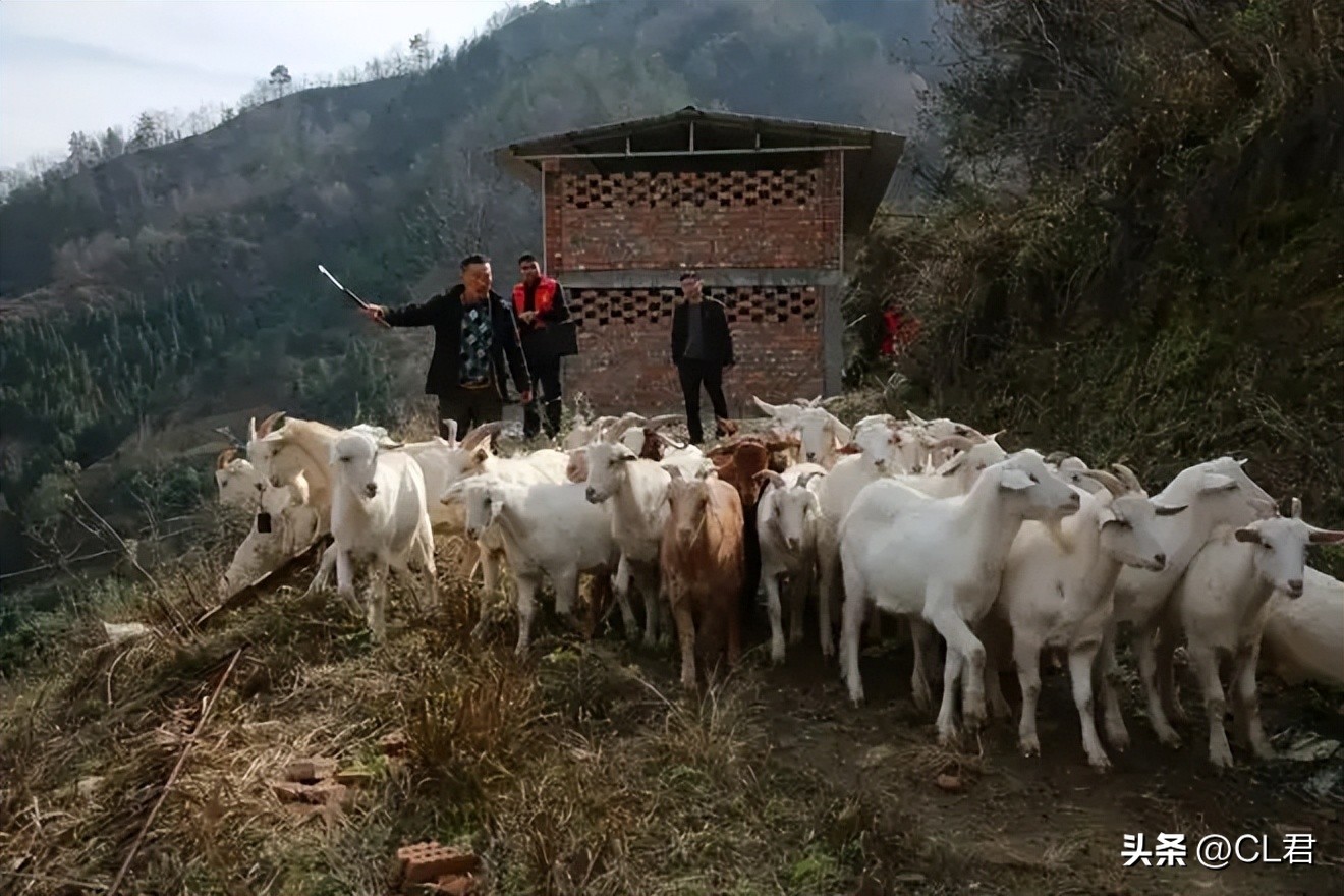 古话说穷不养狗富不养猫是啥意思,在农村养鸡养羊真的行吗