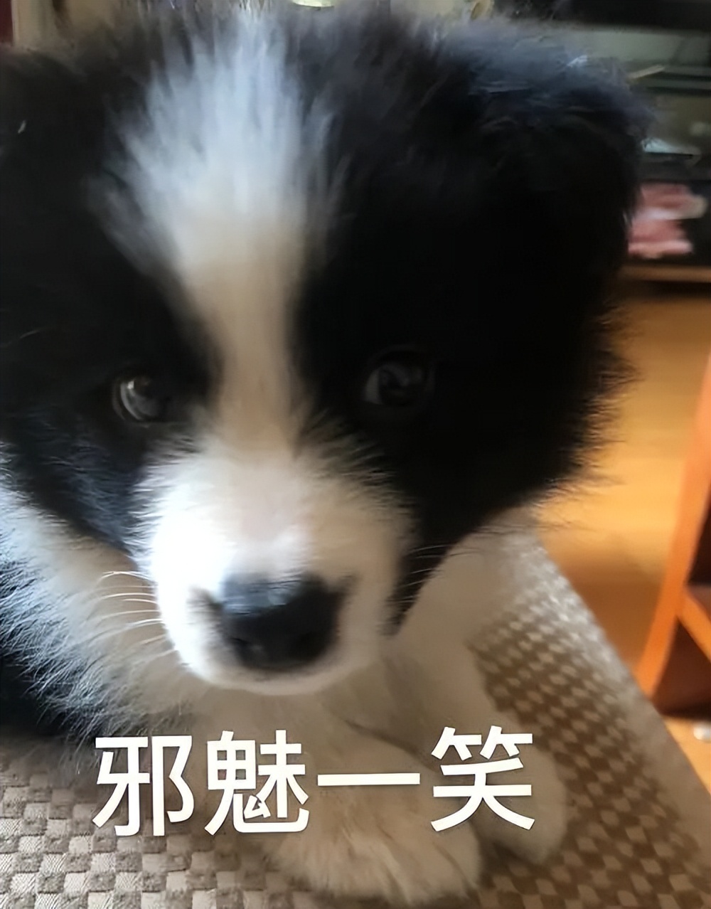 边境牧羊犬你真的了解吗,盘点边境牧羊犬的聪明行为