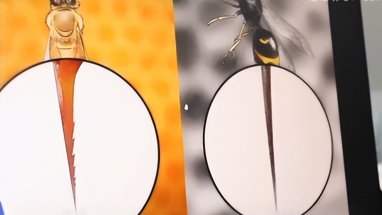 被马蜂蜇需要拔毒针吗,被马蜂蛰了蜂针没拔会自己出来吗