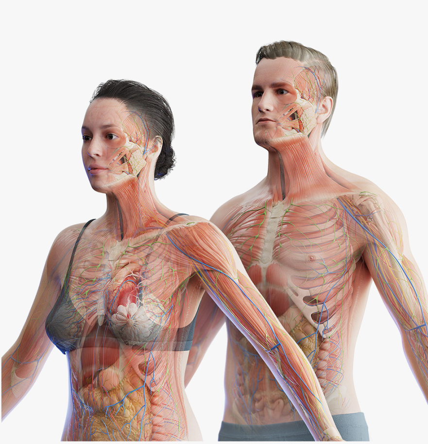 胸大太松怎样练紧致,胸大肌太过紧张要松解多久